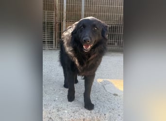 Duke ❤️ aktiver, verschmuster Kroat. Schäferhund-Mix-Rüde!