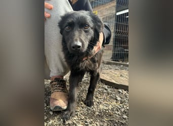 Tila ❤️ schmusige, so freundliche Hündin