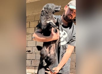 Felix ❤️ froher, süßer, aktiver Mix-Bub!