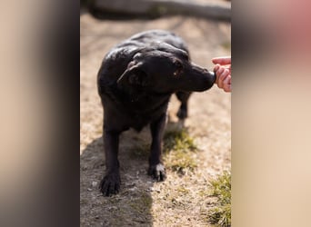 Klara ❤️ frohe, temperamentvolle Kroat. Schäfi-Mix Hündin!