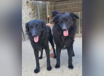 GORDI❤️liebes, verschmustes kroat. Schäferhund-Mix-Mädel