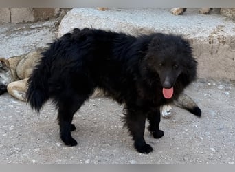 GORDI❤️liebes, verschmustes kroat. Schäferhund-Mix-Mädel