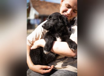 Levi ❤️ neugieriger, so lieber Welpenbub