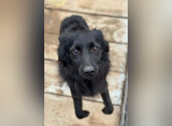 Tila ❤️ schmusige, so freundliche Hündin