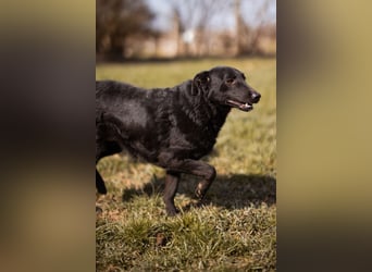 Kim ❤️ so sanfte, liebevolle Hundedame!