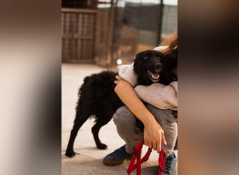 Bailey ❤️ verschmuste, liebe Kroat. Schäfi-Mix Fellnase