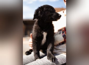 Levi ❤️ neugieriger, so lieber Welpenbub