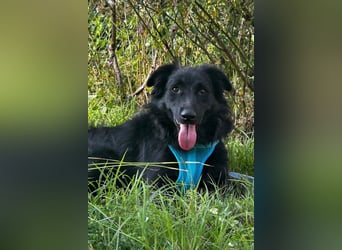 GORDI❤️soziale Familienhündin wartet bereits in 78247 Schlatt am Randen