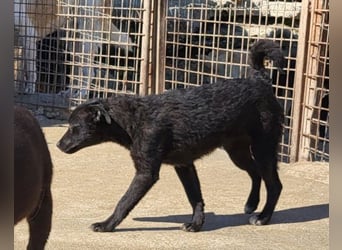 Vinn ❤️ schmusiger, süßer Bub sucht Liebe