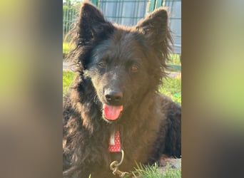 Ayla ❤️ liebe, sensible junge Hundedame