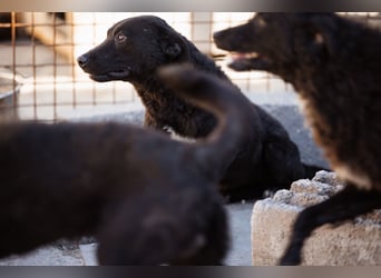 Vinn ❤️ schmusiger, süßer Bub sucht Liebe