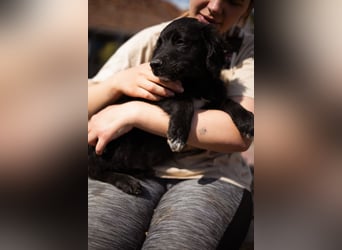 Levi ❤️ neugieriger, so lieber Welpenbub