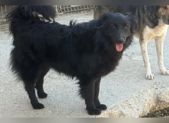 Duke ❤️ aktiver, verschmuster Kroat. Schäferhund-Mix-Rüde!