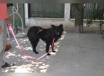 Juliška ❤ sanfte und zärtliche Hündin