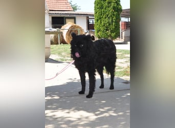 Juliška ❤ sanfte und zärtliche Hündin