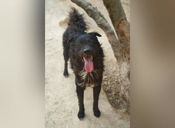 Flynn ❤️ offener, verspielter Kroat. Schäfi-Mix Rüde