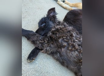 Flynn ❤️ offener, verspielter Kroat. Schäfi-Mix Rüde