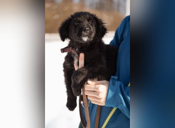 Frka ❤️ so fröhlicher, junger Hundebub!