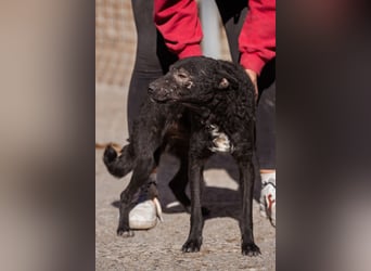 Archie ❤️ so froher, aktiver Kroat. Schäfi-Mix Bub