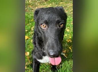 Elsie ❤️ wartet in 09648 Mittweida