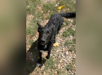 MIMA❤️soziales, kuscheliges und verspieltes Kroat.Schäfi-Mix-Mädchen sucht ihre Familie