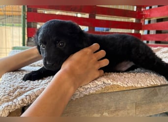 Lupo ❤️ so zuckersüßer, aktiver Welpenbub