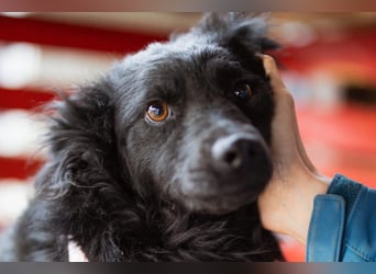 Liebe, junge ♥Lyra♥ kleine, sanfte zauberhafte Seele