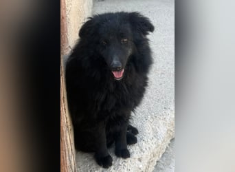 GORDI❤️liebes, verschmustes kroat. Schäferhund-Mix-Mädel