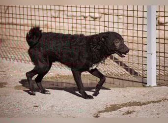 Archie ❤️ so froher, aktiver Hundebub