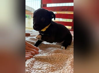 Lino ❤️ neugieriger, schmusiger Welpenbub