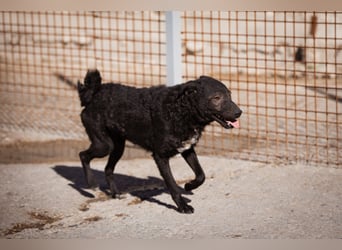 Kroat.Schäfi-Mix ♥Archie♥ fröhlicher, kuschliger, aktiver Bub