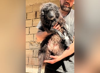 Flynn ❤️ offener, verspielter Kroat. Schäfi-Mix Rüde