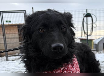 Ayla ❤️ liebe, sensible junge Hundedame