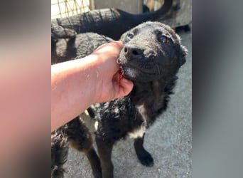 Kroat.Schäfi-Mix ♥Archie♥ fröhlicher, kuschliger, aktiver Bub