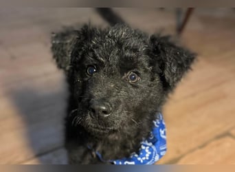 Bore ❤️ aktiver, junger Schäfi-Mix-Bub