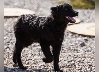 Crazy ♥Chandler♥ aktiv, klug, freundlich Crazy ♥Chandler♥ aktiv, klug, freundlich