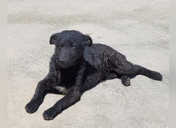 Vinn ❤️ schmusiger, süßer Bub sucht Liebe