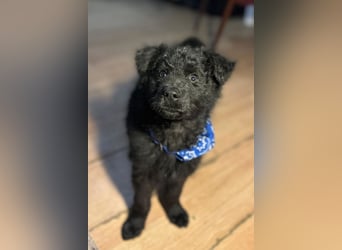 Bore ❤️ aktiver, junger Schäfi-Mix-Bub