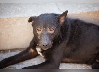 ♥Archie♥ fröhlicher, kuschliger, aktiver Rüden-Bub