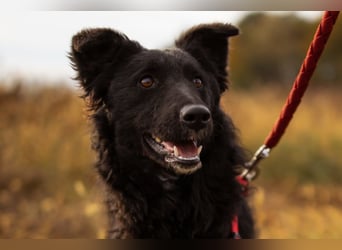 Bailey ❤️ verschmuste, liebe Kroat. Schäfi-Mix Fellnase