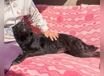 MILA❤️Labbi-Kroat.Schäferhündin-Mix: neugierig, klug & liebevoll MILA❤️Labbi-Kroat.Schäferhündin-Mix: neugierig, klug & liebevoll