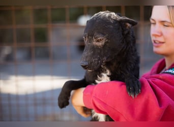 Archie ❤️ so froher, aktiver Kroat. Schäfi-Mix Bub