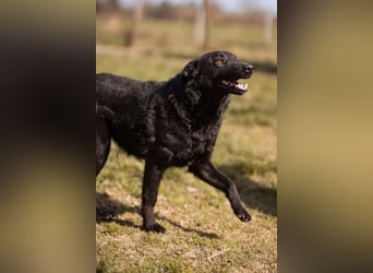 Kim ❤️ so sanfte, liebevolle Hundedame!