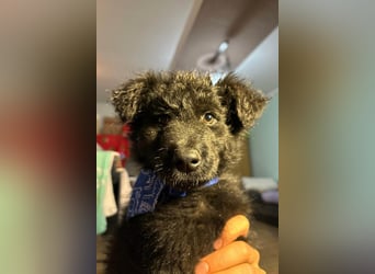 Bore ❤️ aktiver, junger Schäfi-Mix-Bub