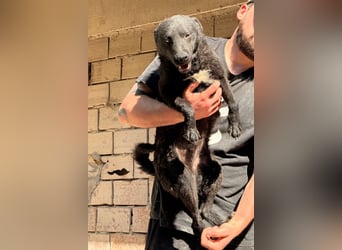 Vinn ❤️ schmusiger, süßer Bub sucht Liebe