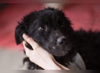 Kroat.Schäferhund LUCKY❤️bezaubernder Kuschelbär mit Köpfchen