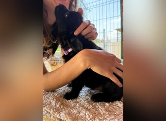 Lupo ❤️ so zuckersüßer, aktiver Welpenbub