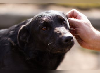 Klara ❤️ frohe, temperamentvolle Kroat. Schäfi-Mix Hündin!