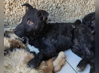 Archie ❤️ so froher, aktiver Kroat. Schäfi-Mix Bub