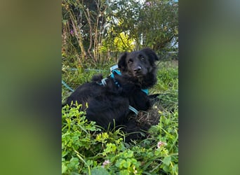 GORDI❤️soziale Familienhündin wartet bereits in 78247 Schlatt am Randen